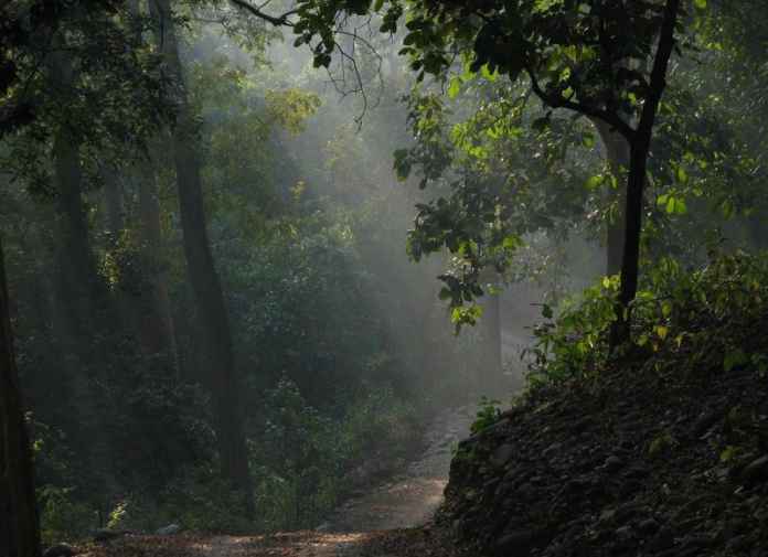 Corbett national park