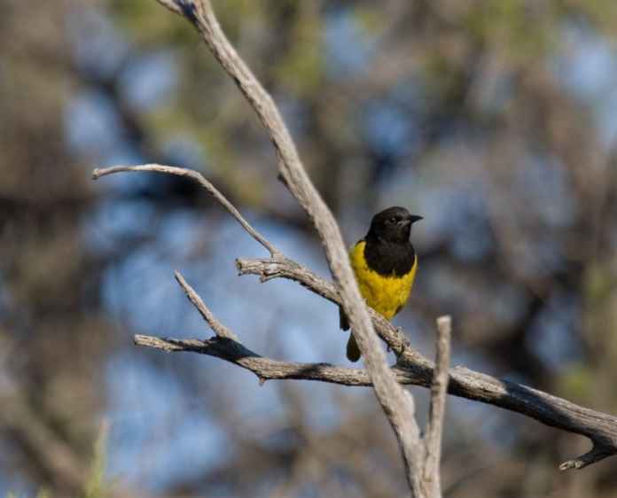 Scotts Oriole Big Bend National Park