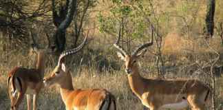 Haven for wildlife enthusiasts: Serengeti National Park