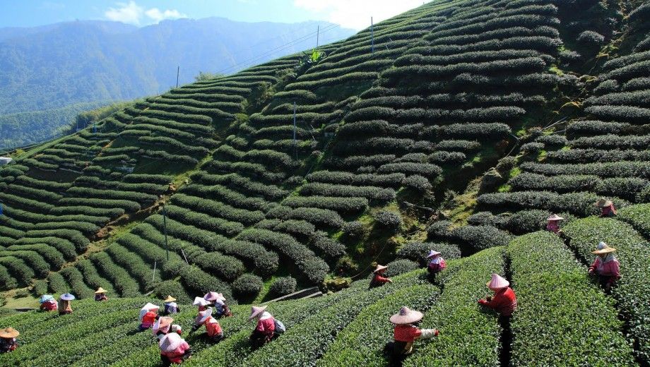 Tea Plantations Darjelling