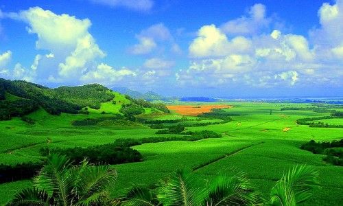 Sugarcane plantation in Mauritius