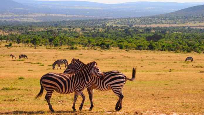 Things to do in Kenya