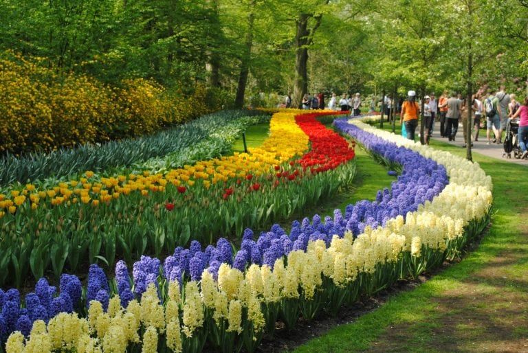 Amsterdam in its blooming period: The flower festival