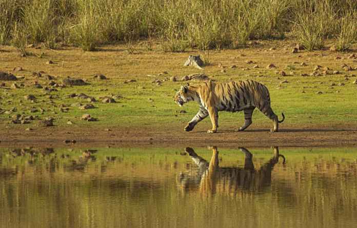 Tadoba National Park