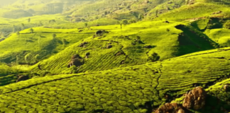 Munnar Kerala. ...THE INCREDIBLE INDIA MOST BEAUTIFUL PLACE FOR INDIA TOURISM
