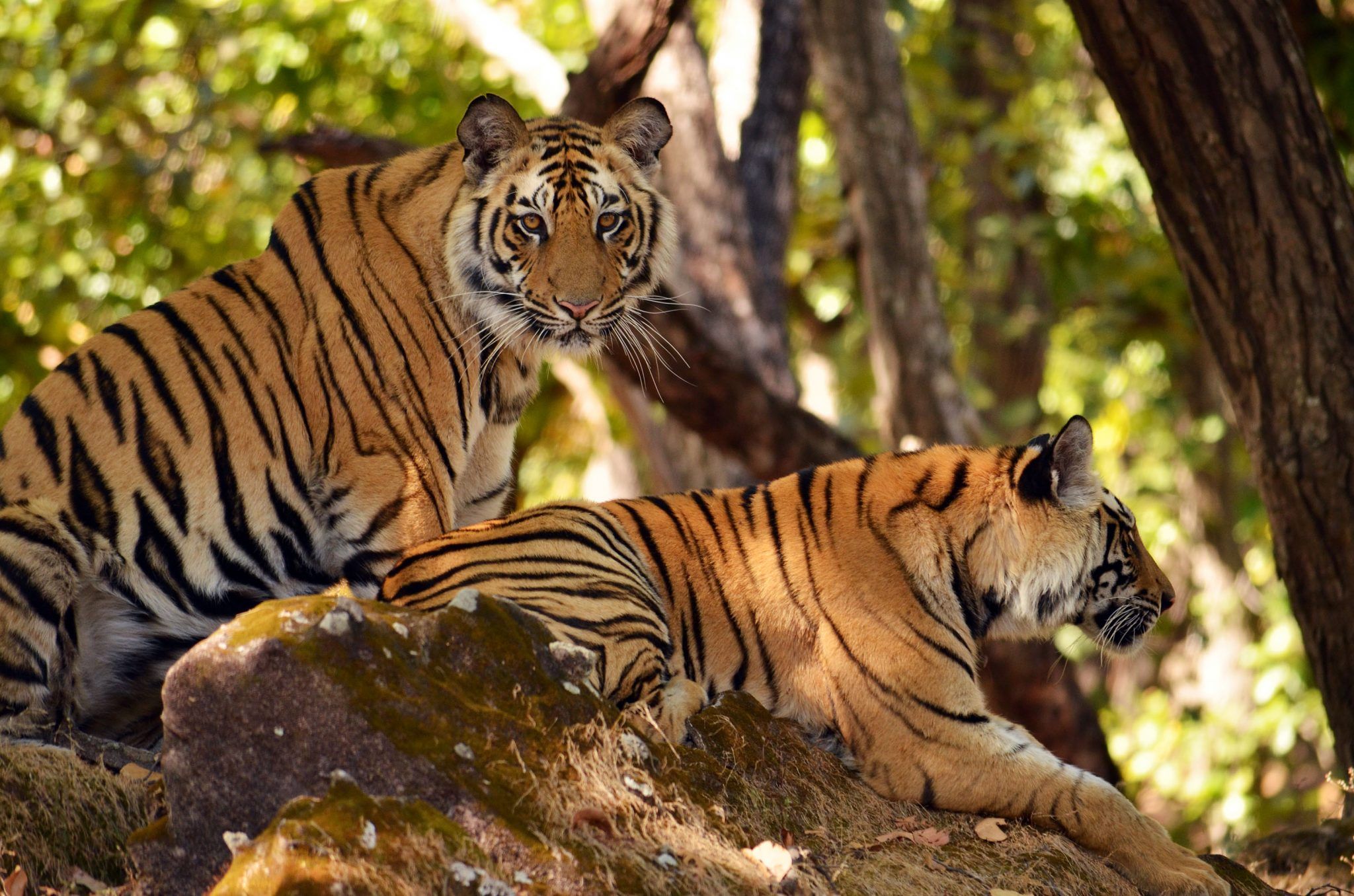 Dudhwa Tiger Reserve