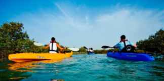 Mangrove Kayaking Tours