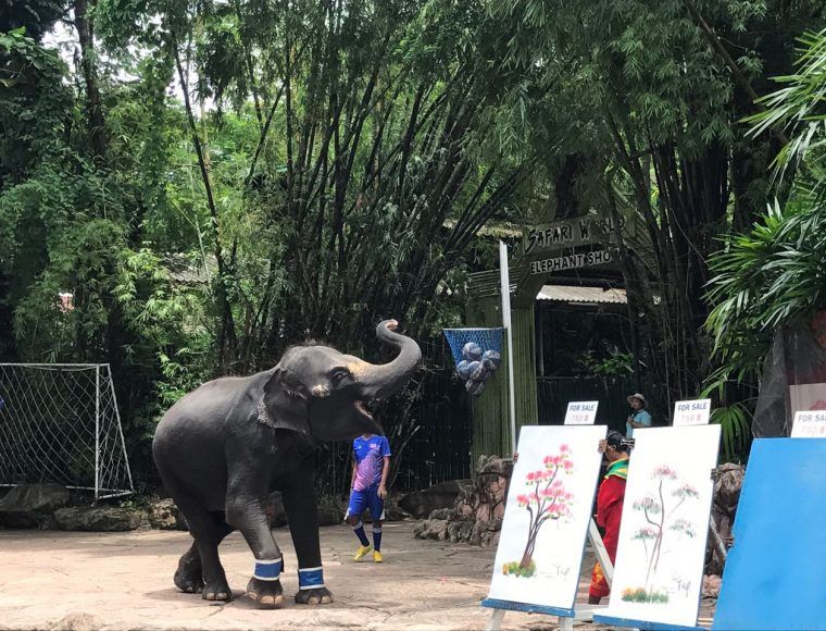 Elephant Show at Safari World