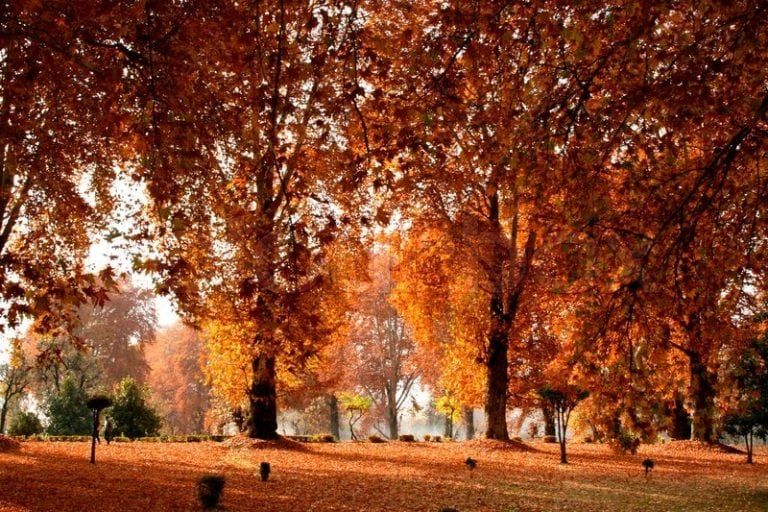 Places to Visit in India During Autumn Travel