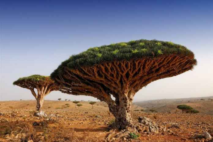 Dragon’s Blood Forest, Yemen