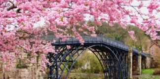 Here is everything you need to know about Cherry Blossom in Japan