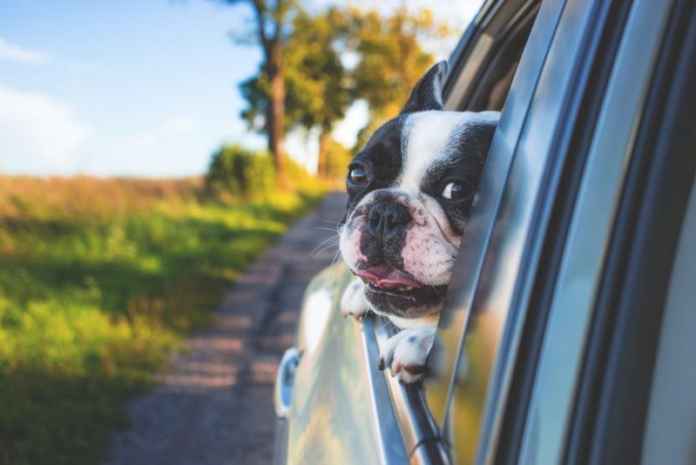 Dos and Don’ts to make your journey easier with your pet