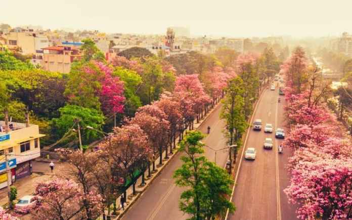 Bangalore turns pink